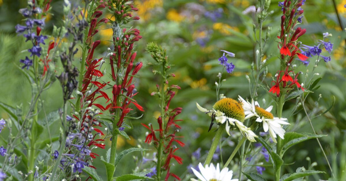 Hedgerows-for-Pollinators-2-1