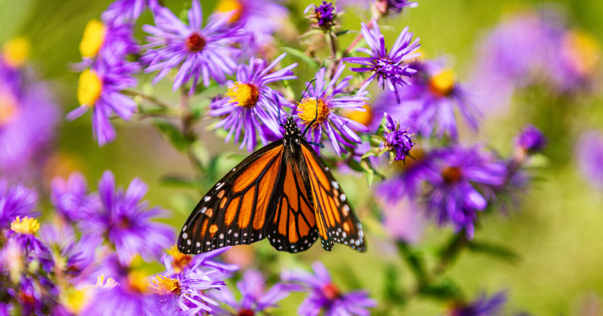 new-england-aster-monarch