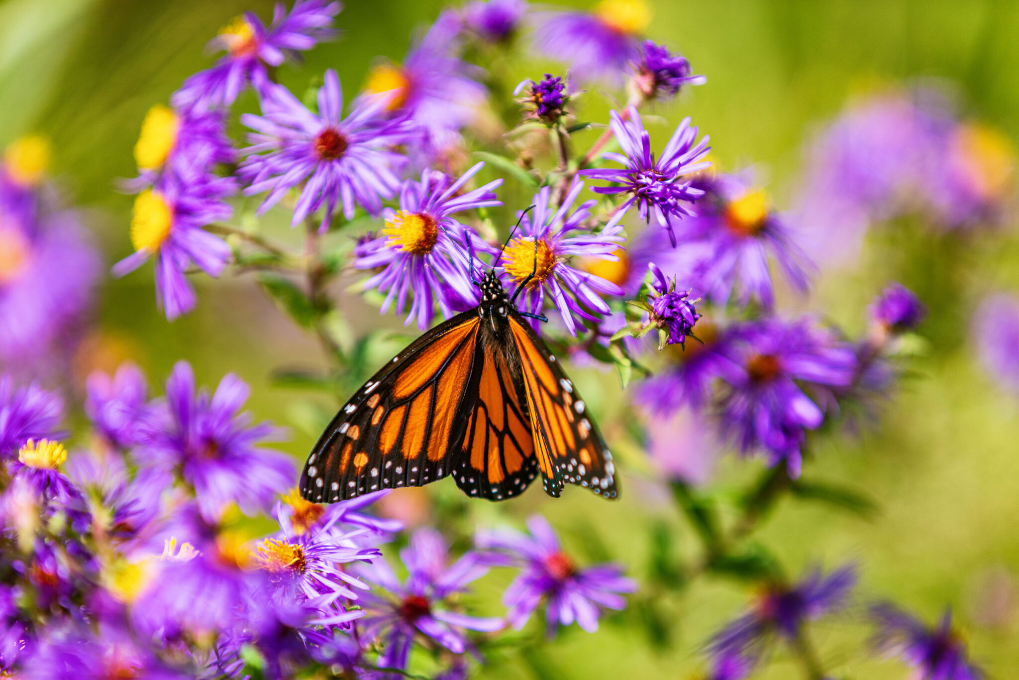 new-england-aster-monarch