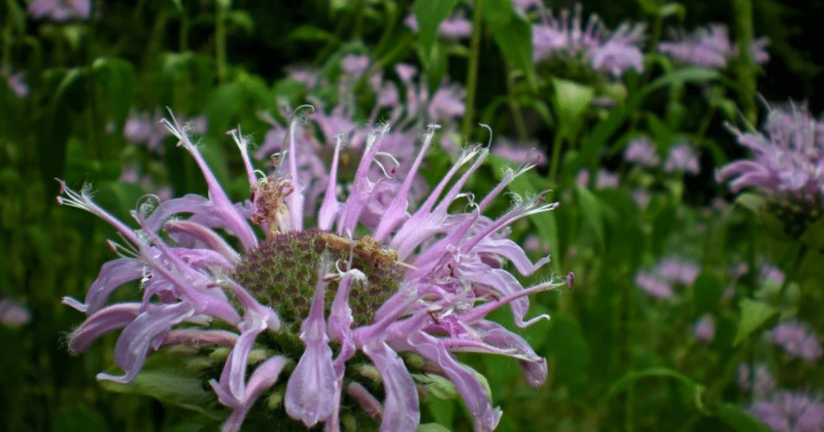 indigenous edible landscape design october 2025 ndal