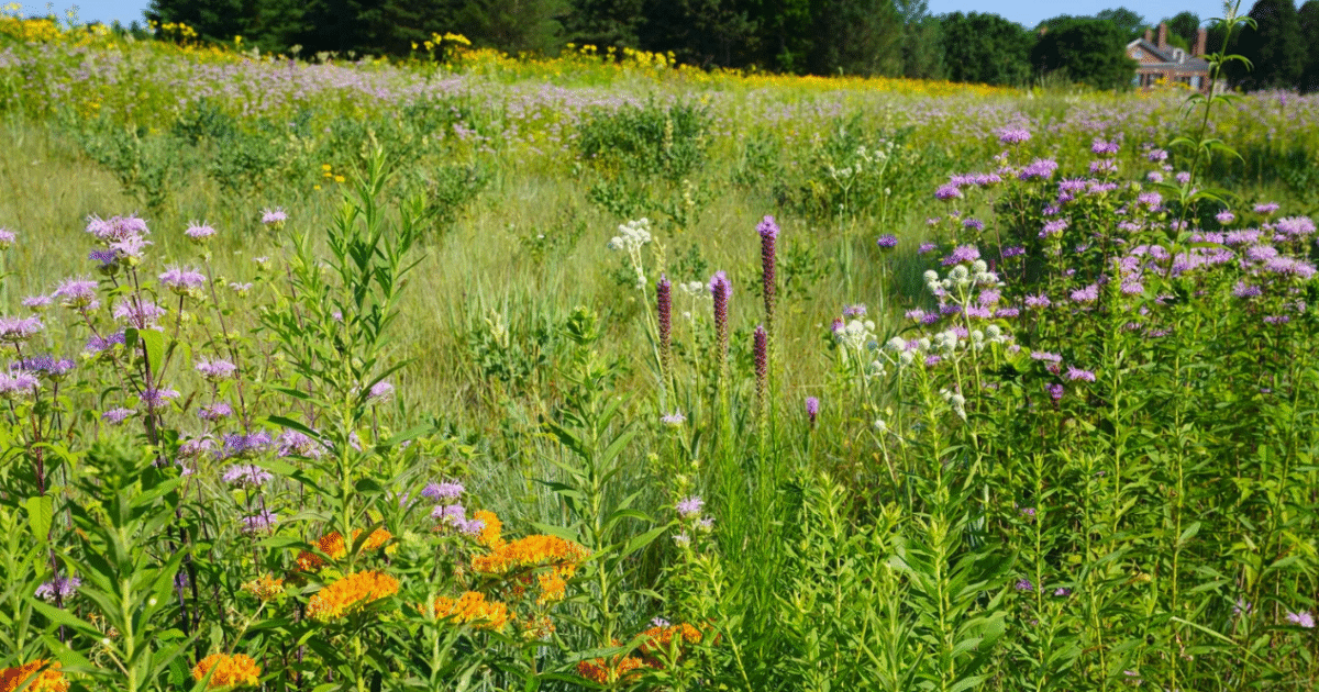 seed mix formulation ndal october 2025