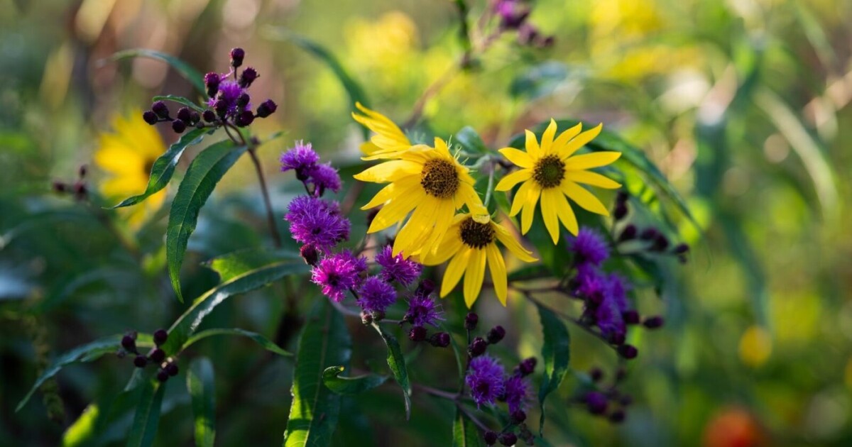 today horticulture symposium 2026