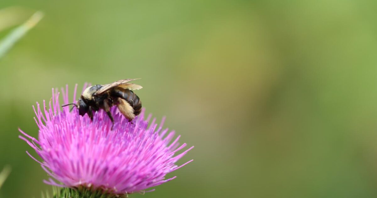 pollinator steward certification ceu 2026