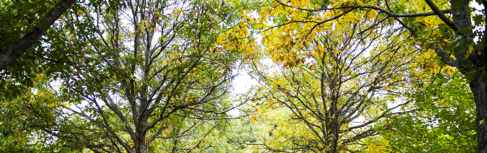 urban tree symposium 2026