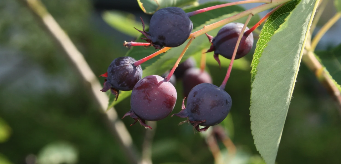 NDAL_April_2026_landscape_practices_ethics