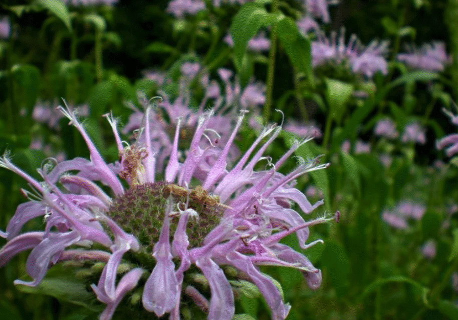 indigenous edible landscape design october 2025 ndal