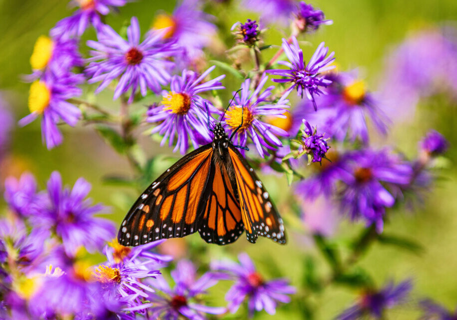 new-england-aster-monarch