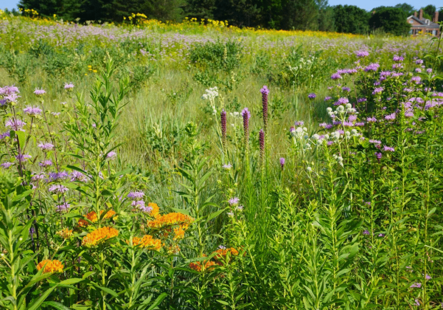 seed mix formulation ndal october 2025